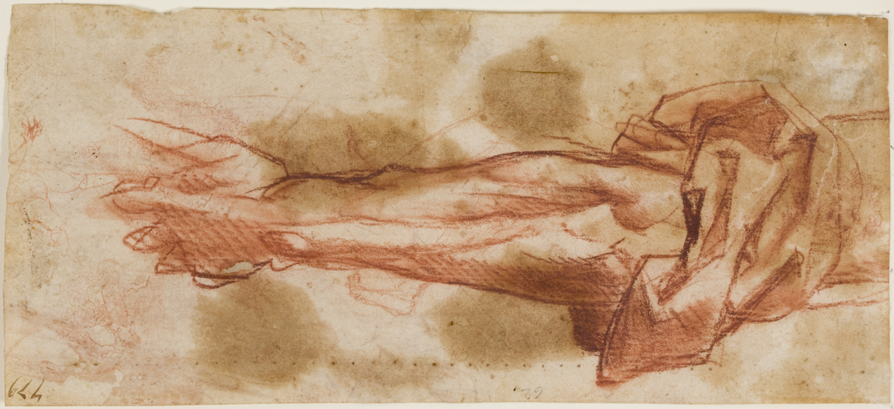 studio anatomico di braccio, studio anatomico di braccio (disegno) di Carucci Jacopo detto Pontormo (primo quarto sec. XVI)