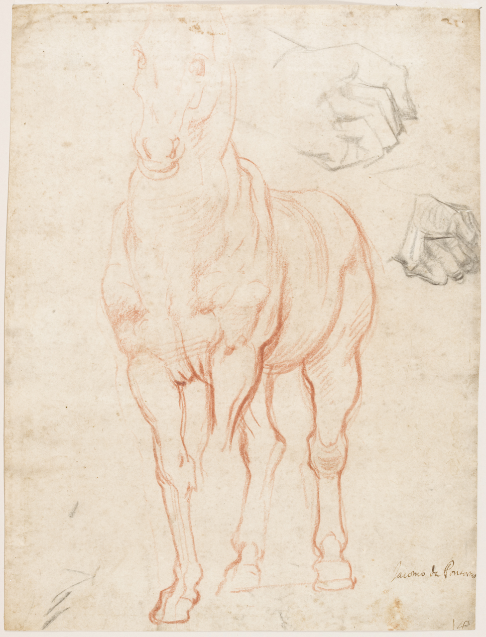 studio per un cavallo e per mani (disegno) di Carucci Jacopo detto Pontormo (primo quarto sec. XVI)