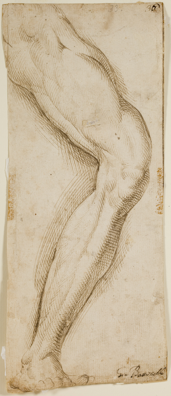 studio anatomico di gamba (disegno) di Caracciolo Giovan Battista detto Battistello (secc. XVI/ XVII)