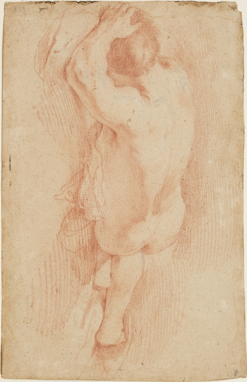 studio di nudo virile, studio di gamba maschile (disegno) di Sacchi Andrea (sec. XVII)