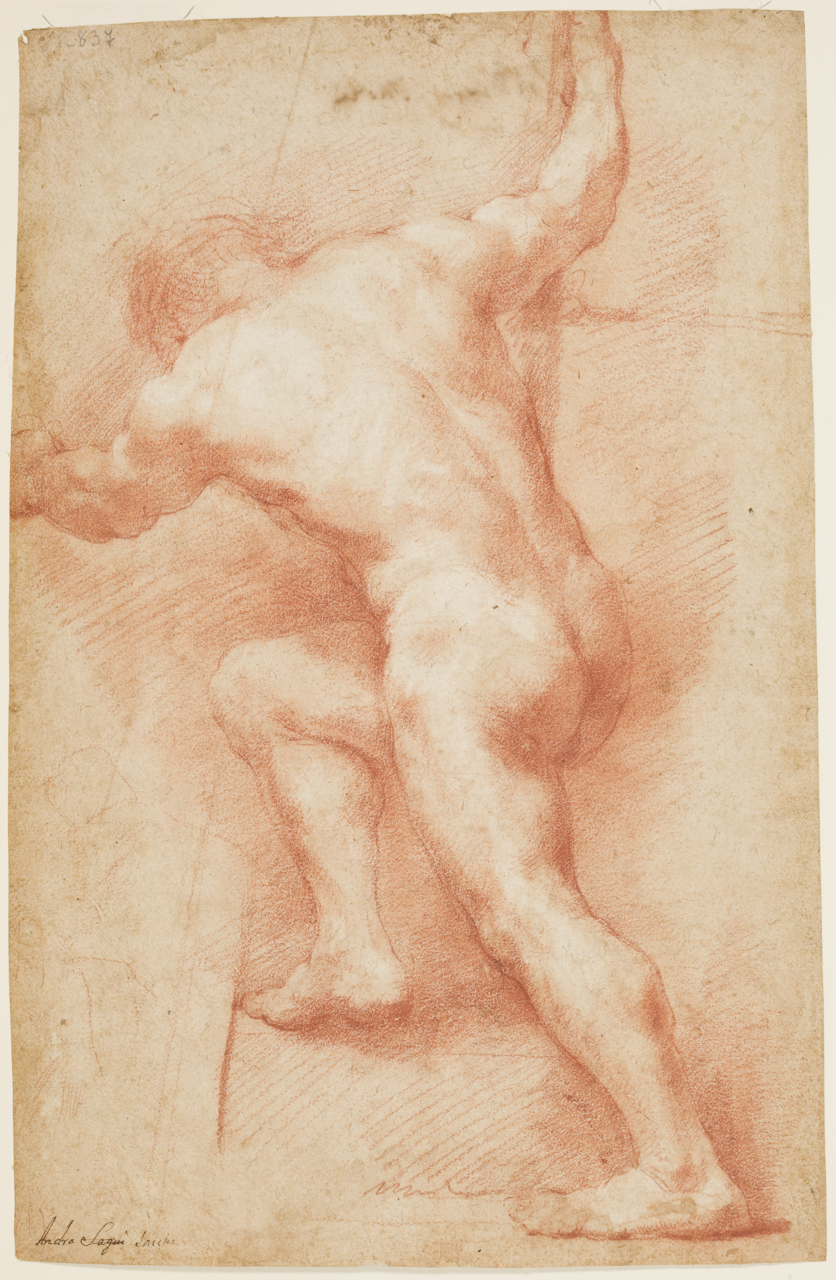 studio di nudo virile (disegno) di Sacchi Andrea (sec. XVII)