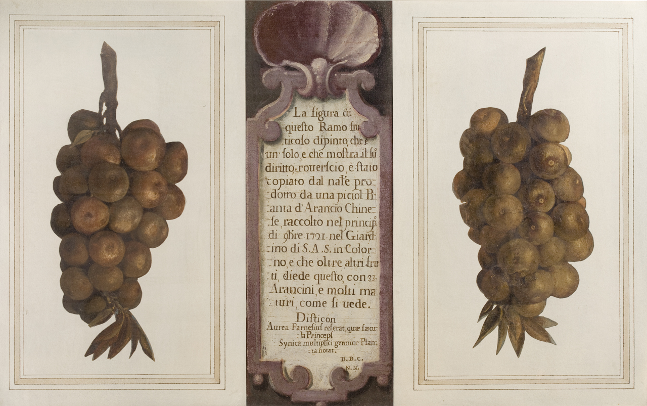 grappolo di arancini cinesi (disegno) - ambito bolognese (sec. XVIII)