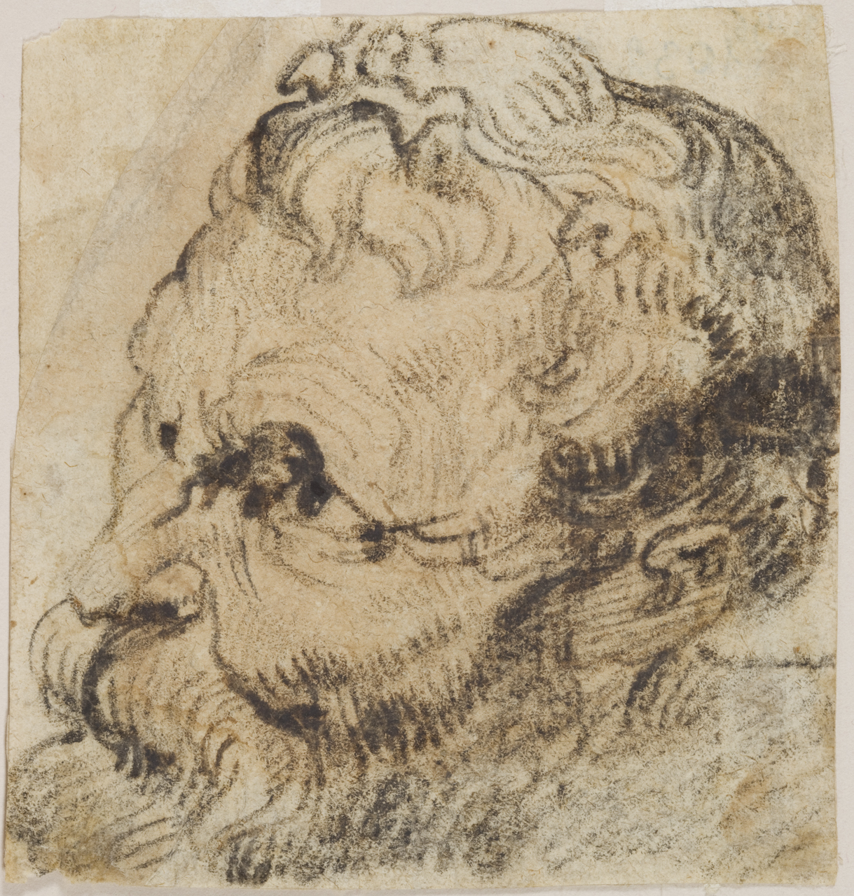 studio di testa (disegno) di Giordano Luca (attribuito) (seconda metà sec. XVII)