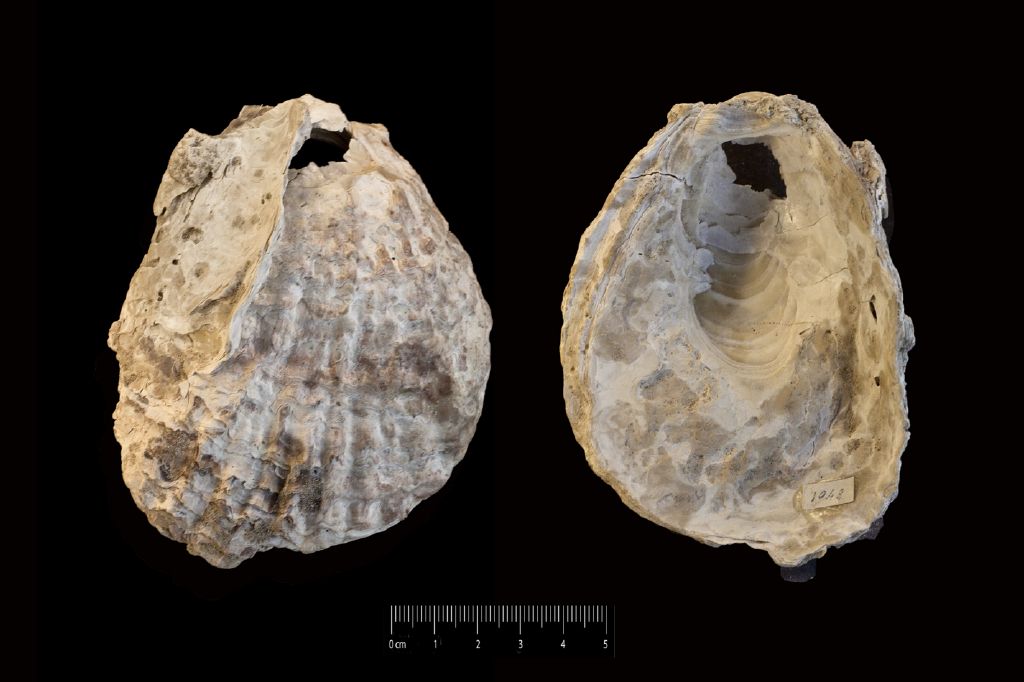 Fossile (invertebrato, esemplare)