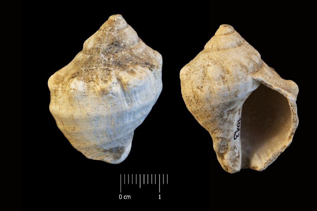 Fossile (invertebrato, esemplare)