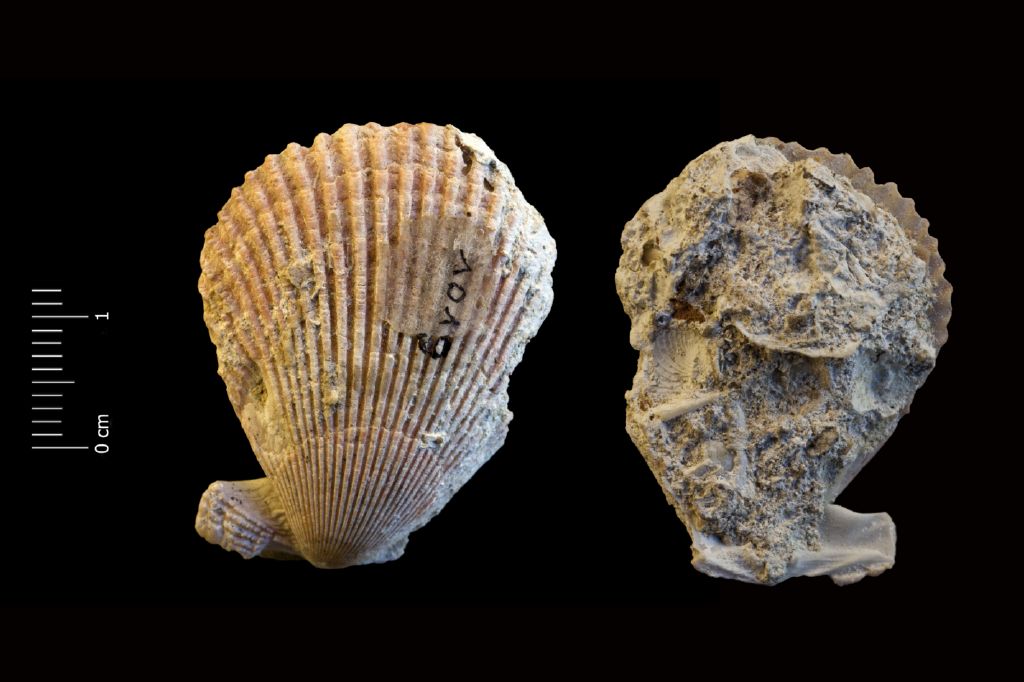 Fossile (invertebrato, esemplare)