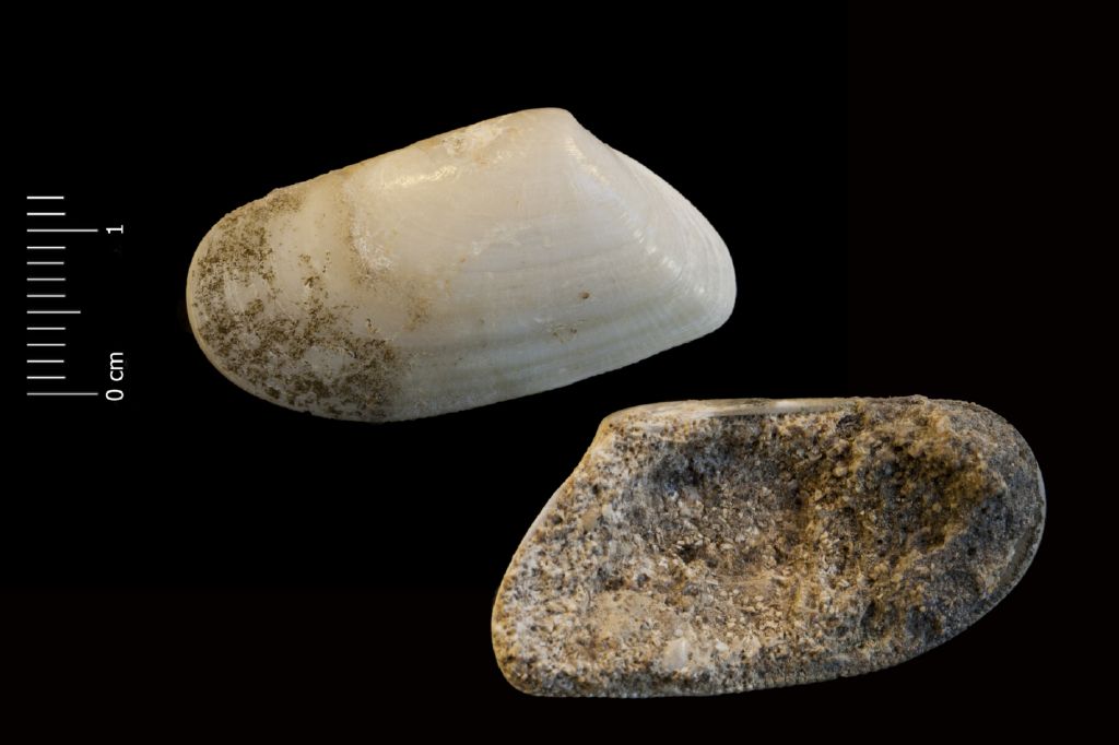Fossile (invertebrato, esemplare)