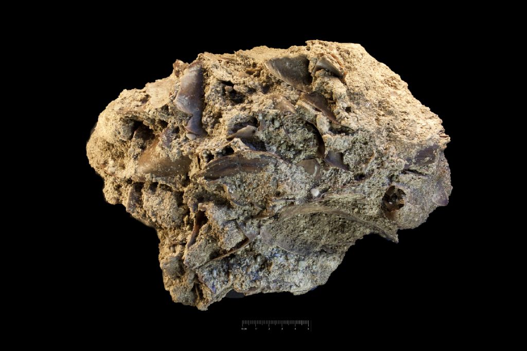 Fossile (invertebrato, serie)