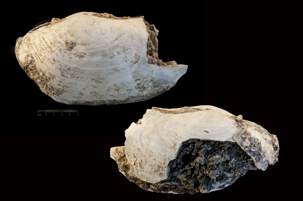 Fossile (invertebrato, esemplare)