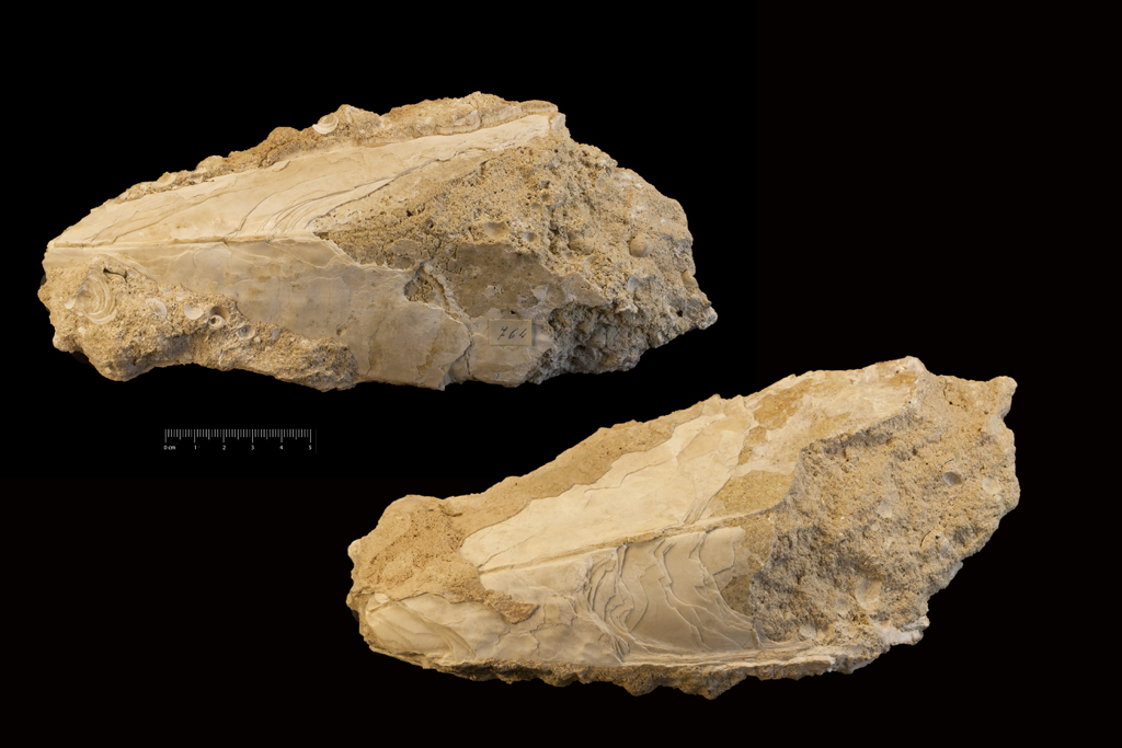 Fossile (invertebrato, esemplare)