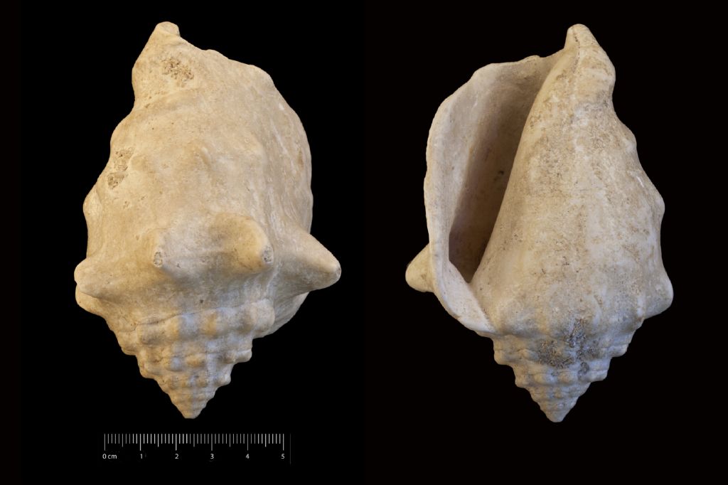 Fossile (invertebrato, esemplare)