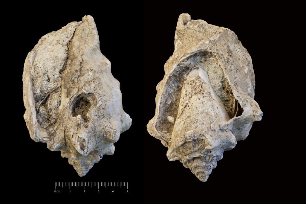 Fossile (invertebrato, esemplare)