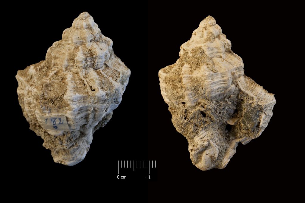 Fossile (invertebrato, esemplare)