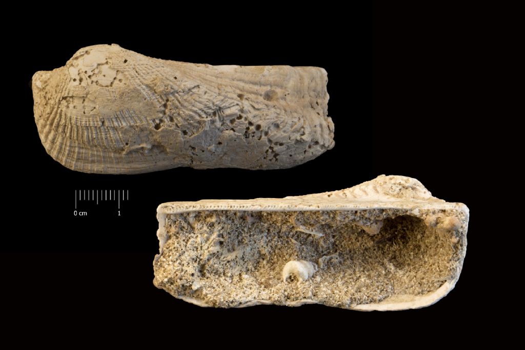 Fossile (invertebrato, esemplare)