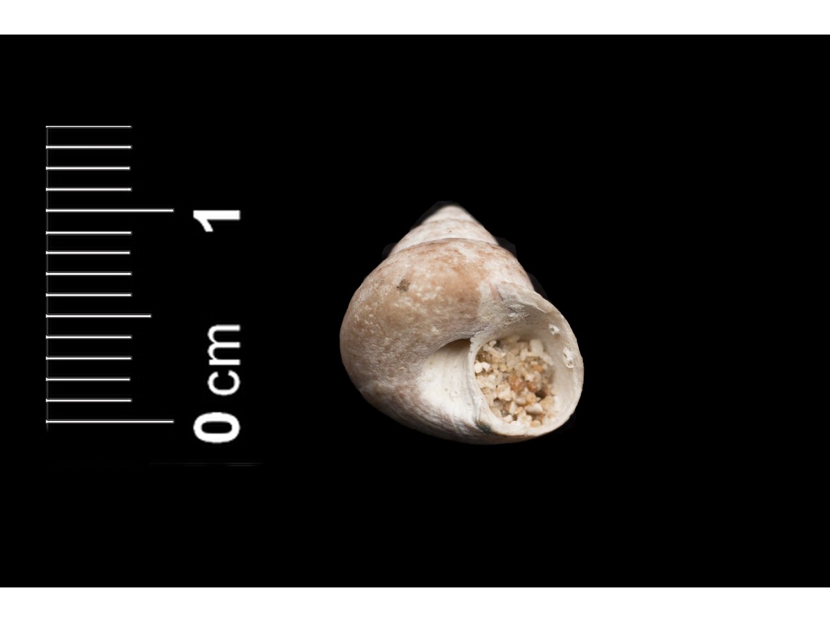 Fossile (invertebrato, esemplare)