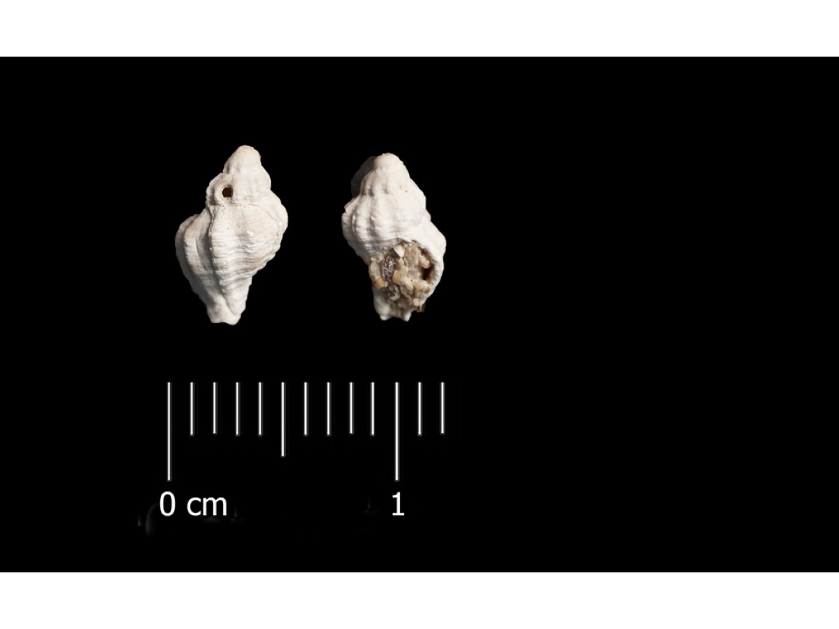 Fossile (invertebrato, esemplare)