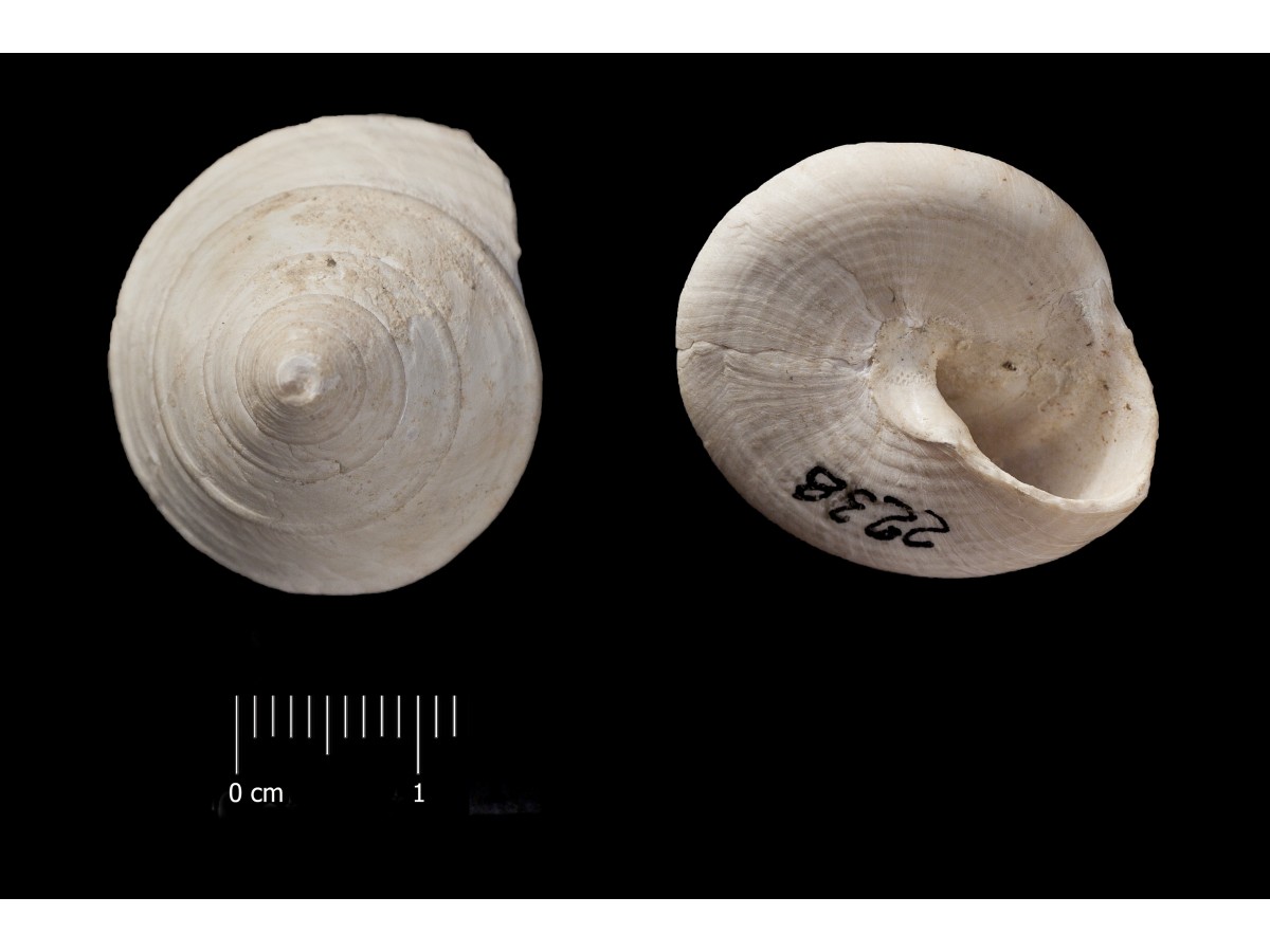 Fossile (invertebrato, esemplare)