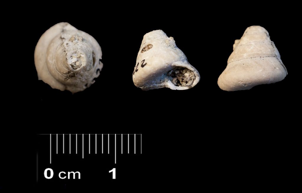 Fossile (invertebrato, esemplare)