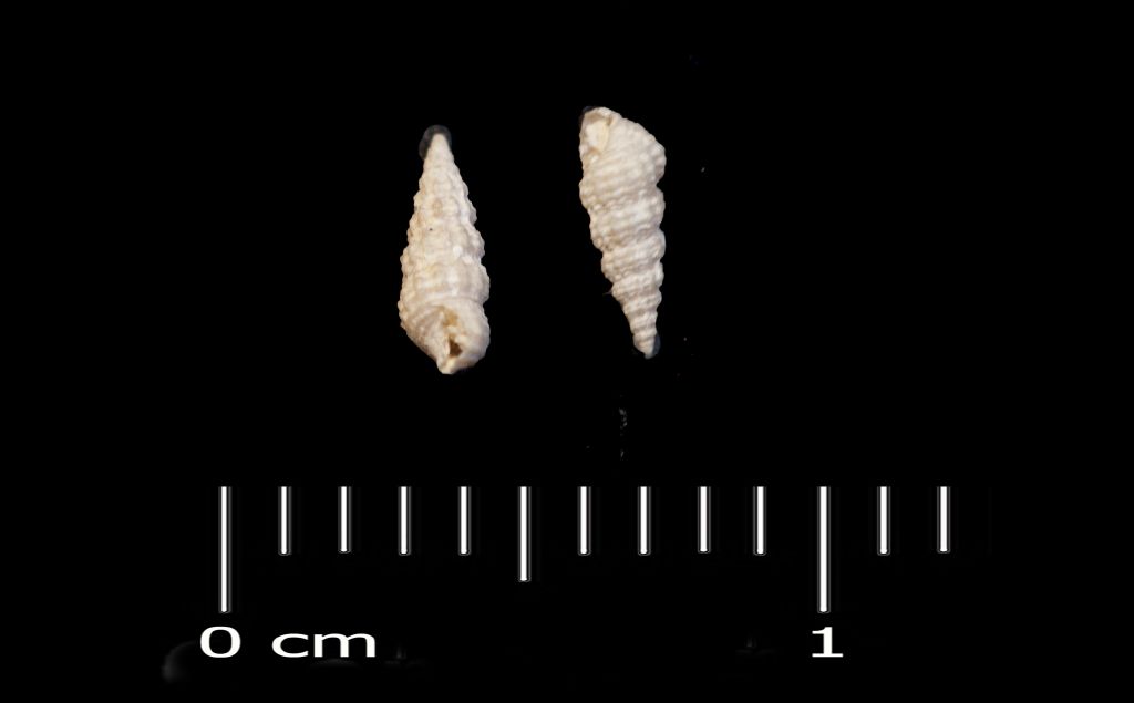 Fossile (invertebrato, esemplare)