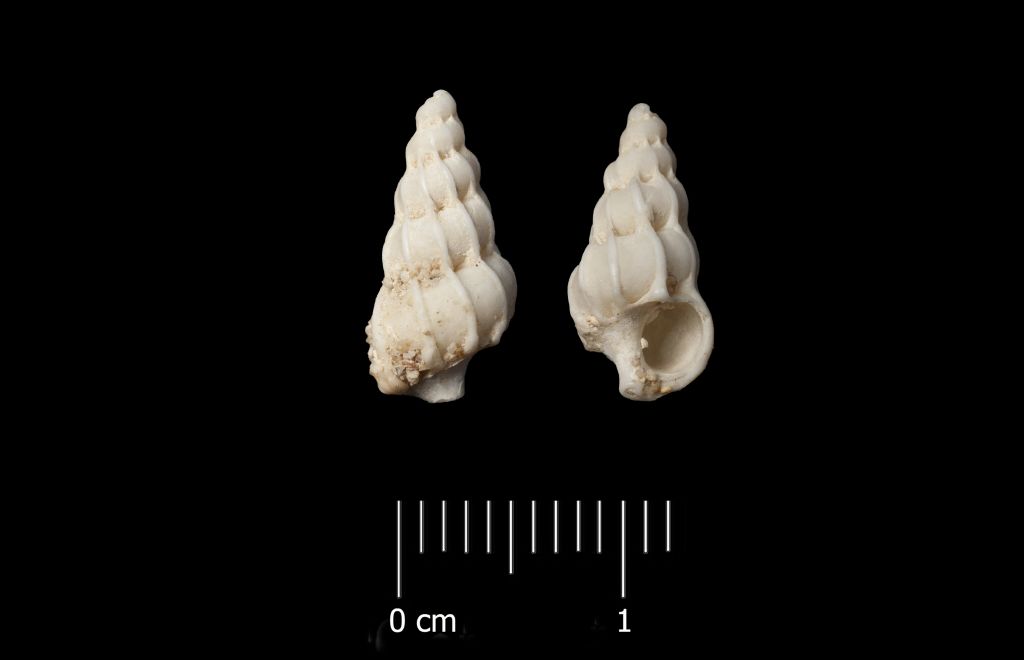 Fossile (invertebrato, esemplare)