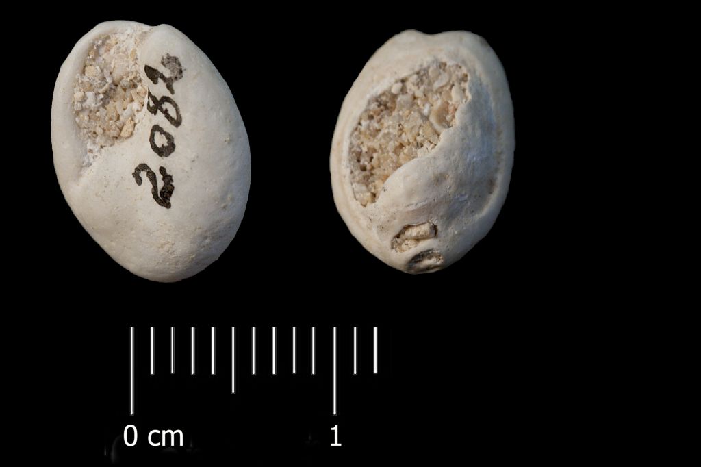 Fossile (invertebrato, esemplare)