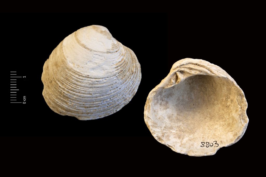 Fossile (invertebrato, esemplare)