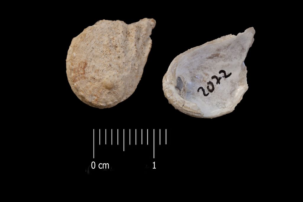 Fossile (invertebrato, esemplare)