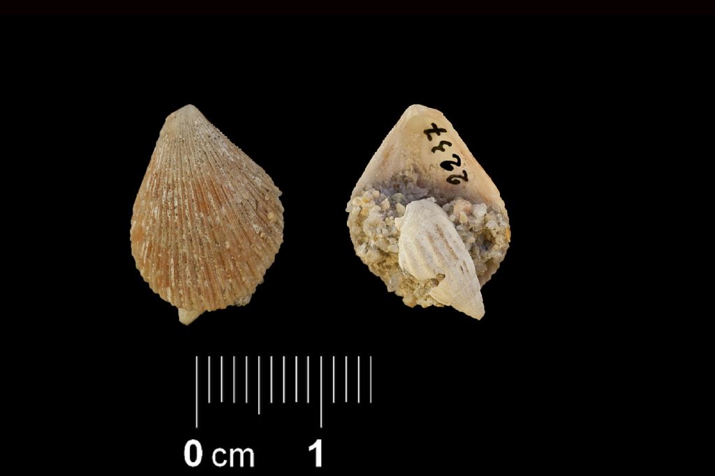 Fossile (invertebrato, esemplare)