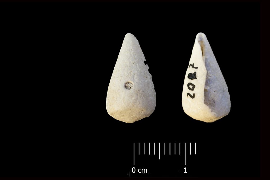 Fossile (invertebrato, esemplare)