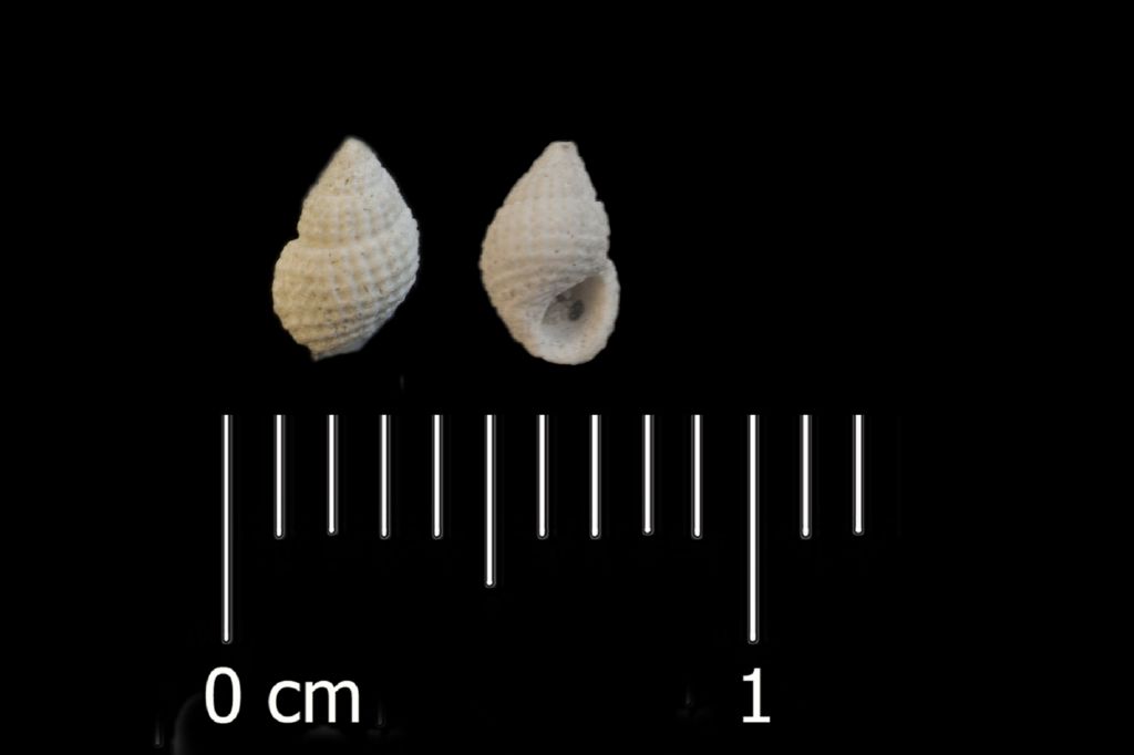 Fossile (invertebrato, esemplare)