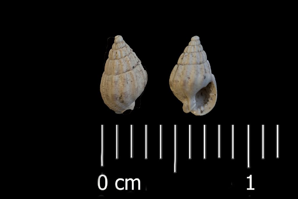 Fossile (invertebrato, esemplare)