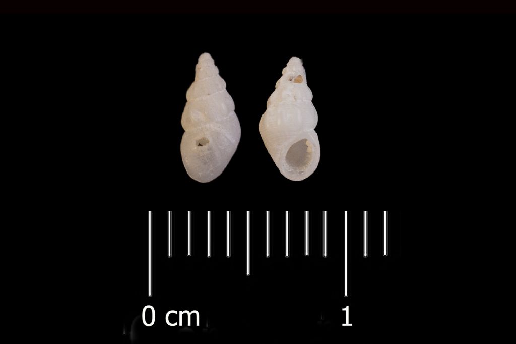 Fossile (invertebrato, esemplare)