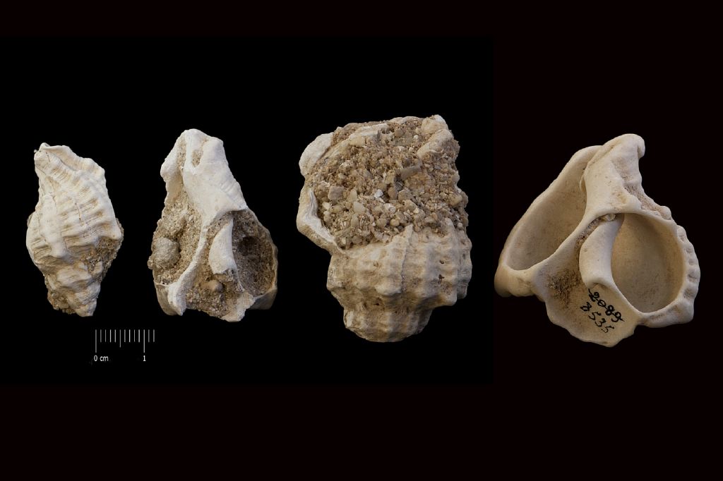 Fossile (invertebrato, serie)
