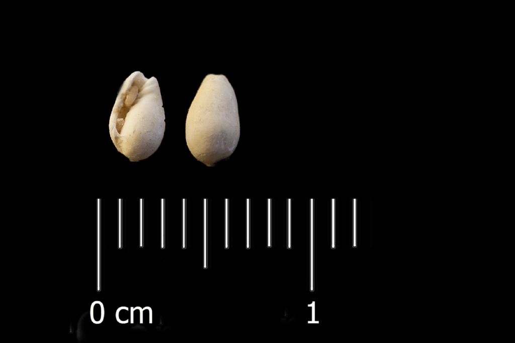 Fossile (invertebrato, esemplare)