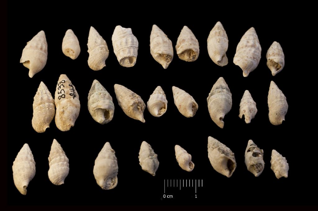 Fossile (invertebrato, serie)