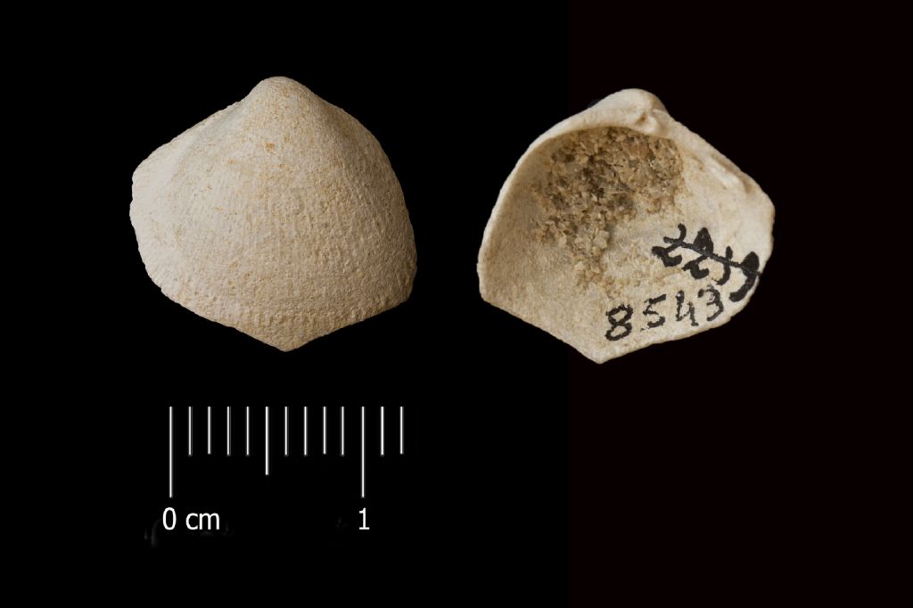 Fossile (invertebrato, esemplare)