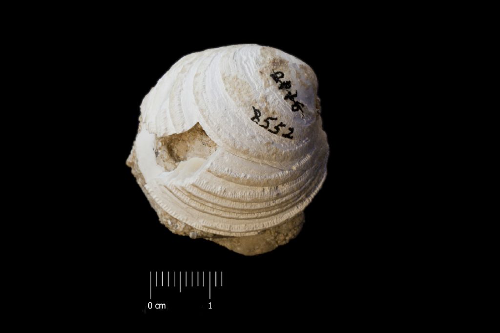 Fossile (invertebrato, esemplare)