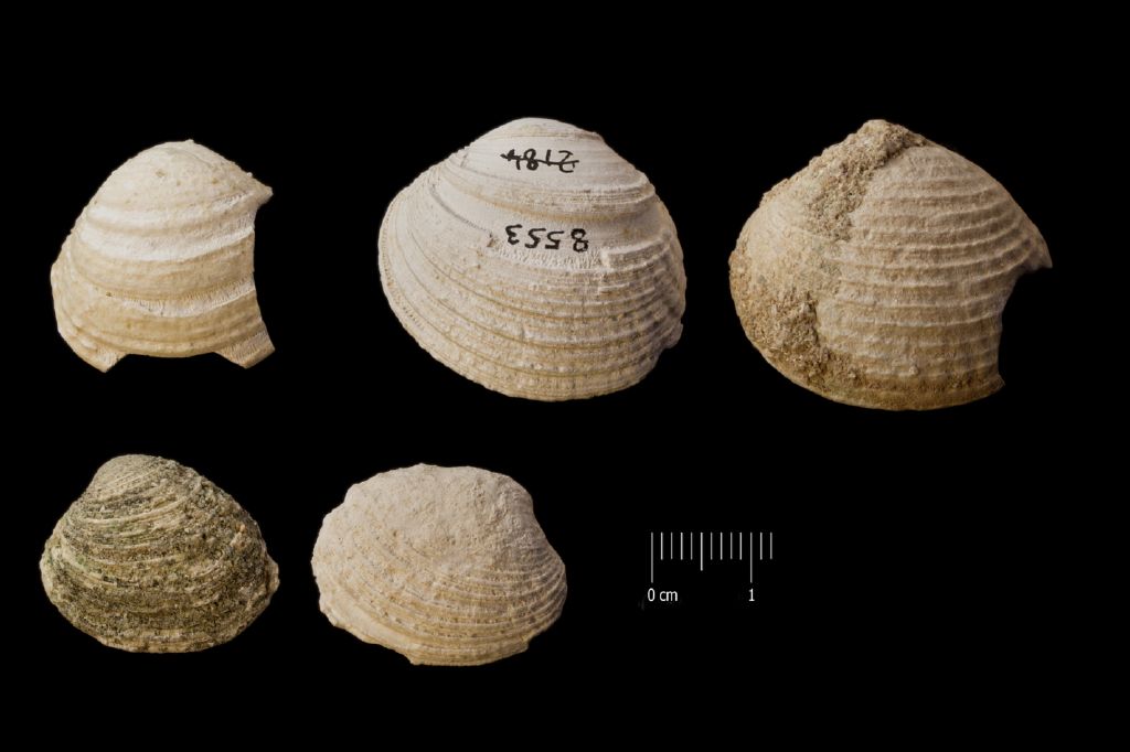 Fossile (invertebrato, serie)