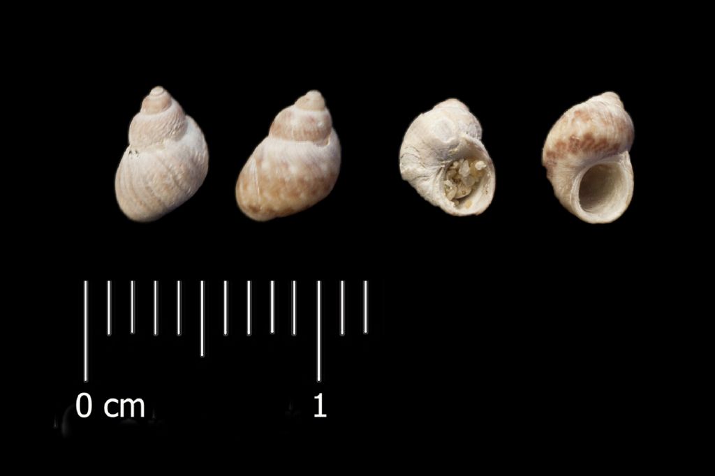 Fossile (invertebrato, serie)
