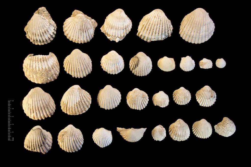 Fossile (invertebrato, serie)