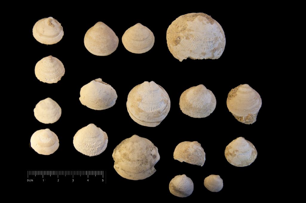 Fossile (invertebrato, serie)