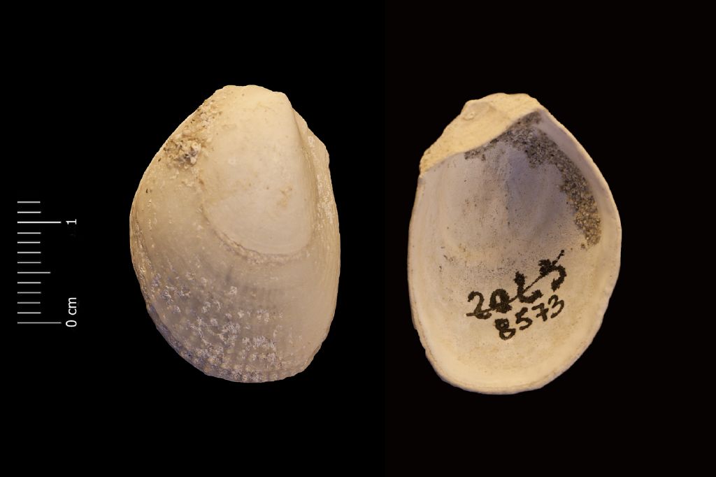 Fossile (invertebrato, esemplare)