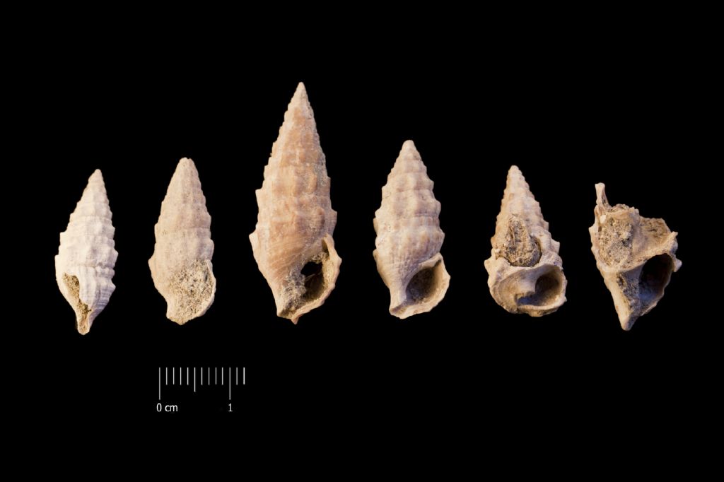 Fossile (invertebrato, serie)