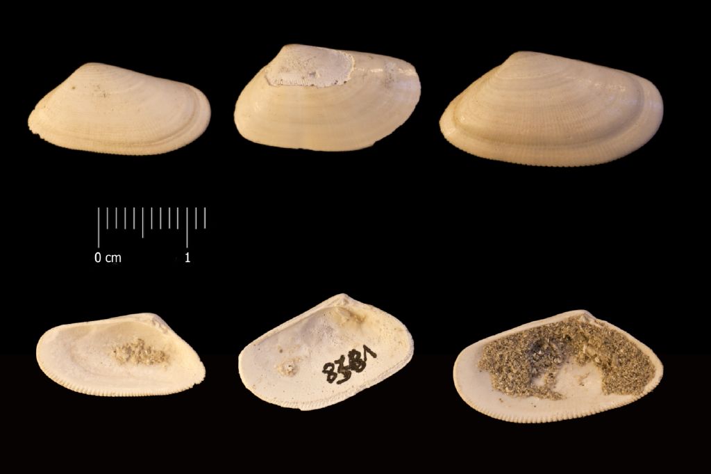 Fossile (invertebrato, serie)