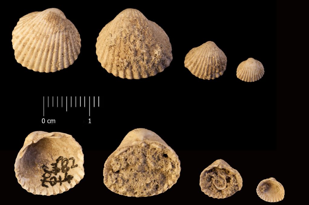 Fossile (invertebrato, serie)
