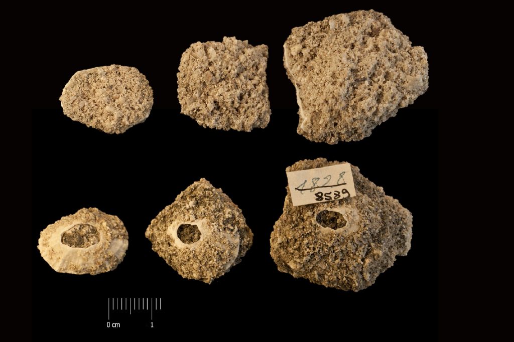 Fossile (invertebrato, serie)