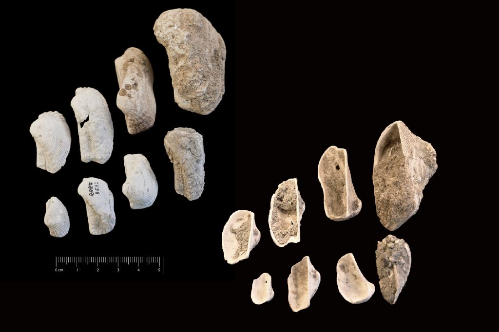 Fossile (invertebrato, serie)