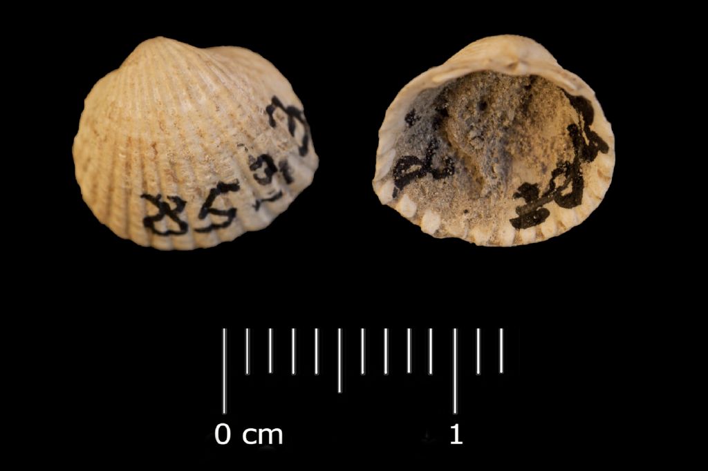 Fossile (invertebrato, esemplare)