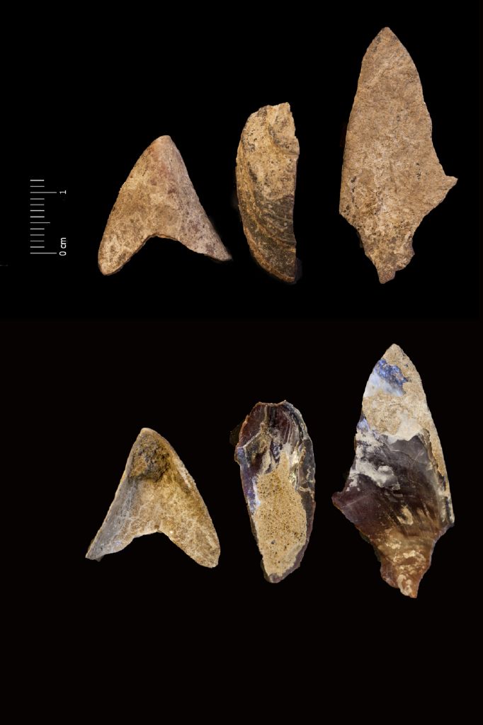 Fossile (invertebrato, esemplare)