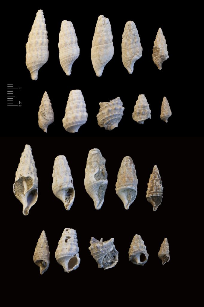 Fossile (invertebrato, serie)